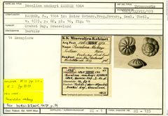 Karteikarte zum Syntyp von Rosalina mackayi Karrer, 1864
